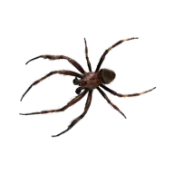 Aranhas – controle de pragas ControlVell no Rio de Janeiro